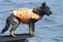 hund med redningsvest står på båd 