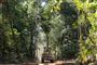 jungle i amazonas