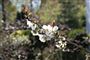 En gren der blomstre