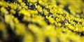 Foto: Niels Hougaard / POLFOTO