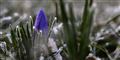 Foto: Niels Hougaard / POLFOTO