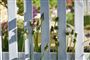 stakit med blomster