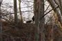 politimand med hund i skov