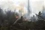 skov i brand