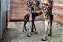 Girafunge