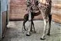 Girafunge