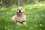 En golden retriever ligger på en græsplæne. 