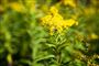 Gyldenris høj grøn plante med gul blomst