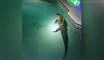 En alligator i en pool