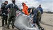strandet vågehval parteres
