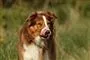 En brun og hvid hund slikker sig om munden