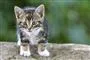 en kat