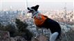 Border Collie samler skrald