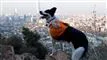 Border Collie samler skrald