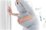 gravid