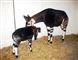 okapi med unge 