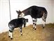 okapi med unge 