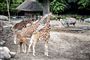 Fire giraffer uden for