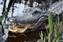 alligator i vandet 