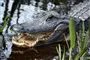 alligator i vandet 