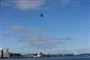 Helikopter over havn