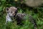 jaguarkilling