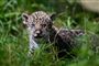 jaguarkilling