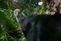 jaguarkilling