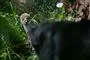 jaguarkilling
