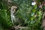 jaguarkilling