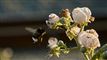 en humlebi nærmer sig en blomst