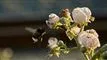 en humlebi nærmer sig en blomst