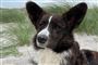 hund