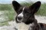 hund