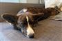 hund