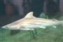 t revlehajer 