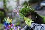 En person holder en potteplante