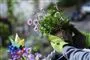En person holder en potteplante