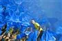 en gal Brøndby-tilhænger