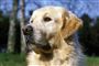 en hund