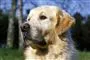 en hund