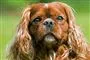en hund