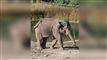 elefant