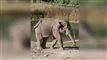 elefant