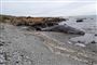 døde hvaler på strand