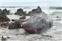 død hval på strand