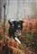 En glad hund i skoven