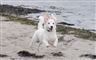 hund løber på strand