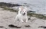 hund løber på strand