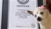 Den lille hund foran et stort diplom